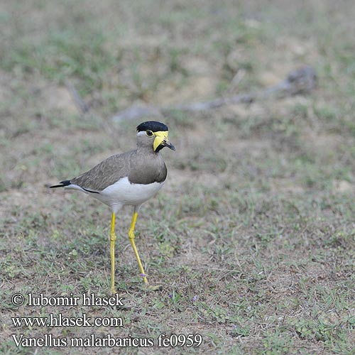 Vanellus malarbaricus Yellow-wattled Lapwing Čejka indická Gelblappenkiebitz Avefría Malabar Vanneau Malabar Pavoncella indiana dalle caruncole gialle キトサカゲリ Malarbarkievit Czajka brunatna Cíbik uzdičkový Allkatti Indisk Lapvibe