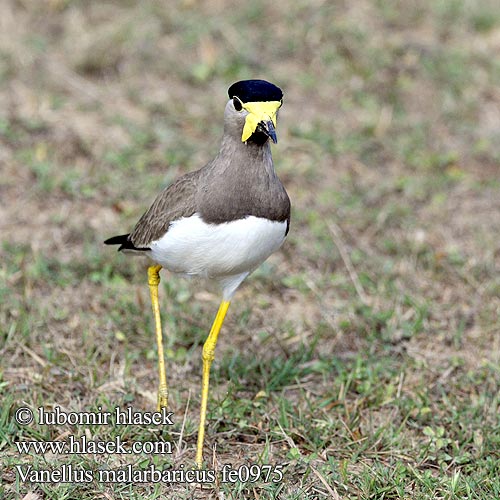 Gelblappenkiebitz Avefría Malabar Vanneau Malabar Pavoncella indiana dalle caruncole gialle キトサカゲリ Malarbarkievit Czajka brunatna Cíbik uzdičkový Allkatti Indisk Lapvibe Vanellus malarbaricus Yellow-wattled Lapwing Čejka indická