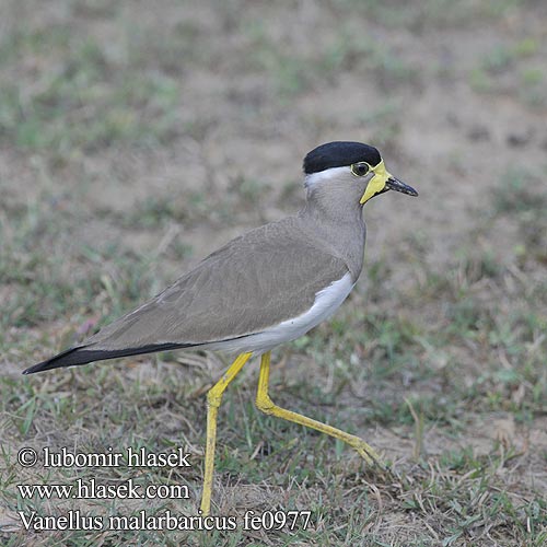 Pavoncella indiana dalle caruncole gialle キトサカゲリ Malarbarkievit Czajka brunatna Cíbik uzdičkový Allkatti Indisk Lapvibe Vanellus malarbaricus Yellow-wattled Lapwing Čejka indická Gelblappenkiebitz Avefría Malabar Vanneau Malabar