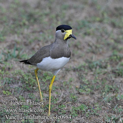 Czajka brunatna Cíbik uzdičkový Allkatti Indisk Lapvibe Vanellus malarbaricus Yellow-wattled Lapwing Čejka indická Gelblappenkiebitz Avefría Malabar Vanneau Malabar Pavoncella indiana dalle caruncole gialle キトサカゲリ Malarbarkievit