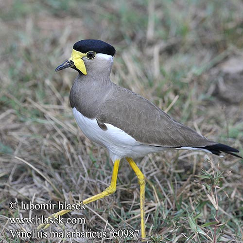Vanellus malarbaricus fe0987
