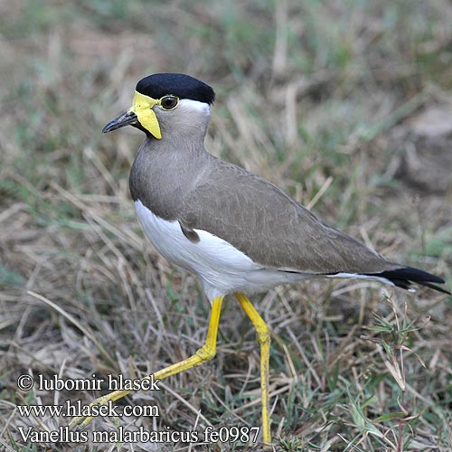 Yellow-wattled Lapwing Čejka indická Gelblappenkiebitz Avefría Malabar Vanneau Malabar Pavoncella indiana dalle caruncole gialle キトサカゲリ Malarbarkievit Czajka brunatna Cíbik uzdičkový Allkatti Indisk Lapvibe Vanellus malarbaricus