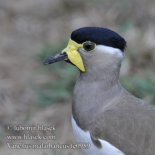 Vanellus malarbaricus fe0989