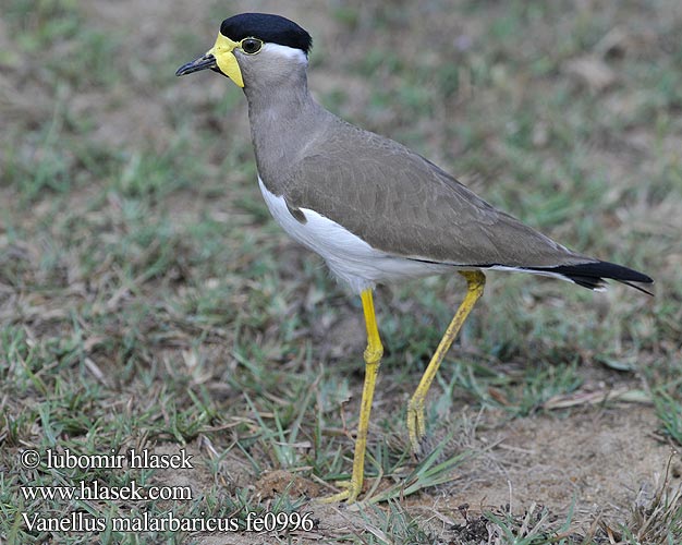 Vanellus malarbaricus Čejka indická Gelblappenkiebitz Avefría Malabar Vanneau Malabar Pavoncella indiana dalle caruncole gialle キトサカゲリ Malarbarkievit Czajka brunatna Cíbik uzdičkový Allkatti Indisk Lapvibe Yellow-wattled Lapwing