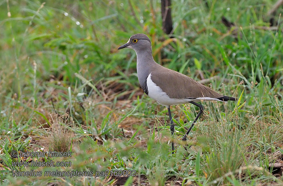 Black-winged Lapwing Avefría Lugubroide Laidunhyyppä Vanneau ailes noires