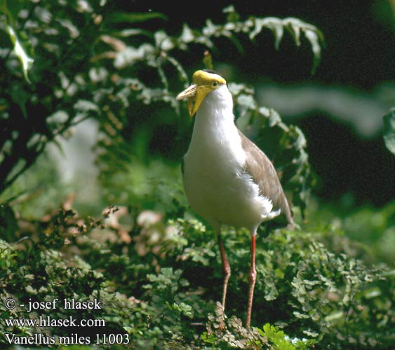 Vanellus miles Masked lapwing Maskevibe smedevibe Naamiohyyppä Vanneau soldat Masker kievit Pavoncella mascherata Maskenkiebitz Czajka płatkolica Čejka australská Avefría Militar Smedvipa Hoplopterus Пигалица шпорокрылая