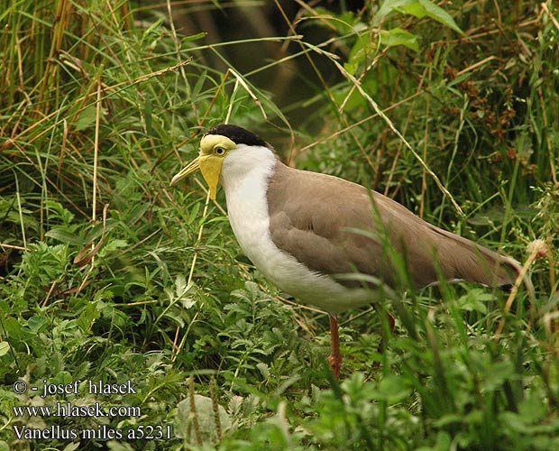 Vanellus miles a5231