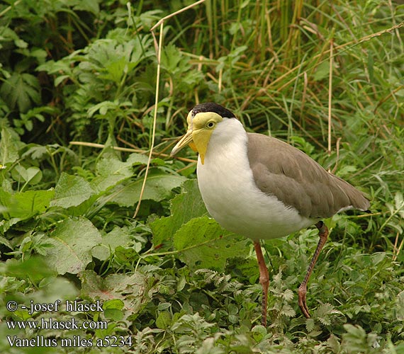 Vanellus miles Maskenkiebitz Czajka płatkolica Čejka australská Avefría Militar Smedvipa Hoplopterus Пигалица шпорокрылая Masked lapwing Maskevibe smedevibe Naamiohyyppä Vanneau soldat Masker kievit Pavoncella mascherata