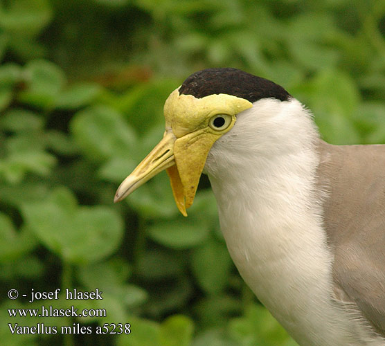 Vanellus miles Čejka australská Avefría Militar Smedvipa Hoplopterus Пигалица шпорокрылая Masked lapwing Maskevibe smedevibe Naamiohyyppä Vanneau soldat Masker kievit Pavoncella mascherata Maskenkiebitz Czajka płatkolica