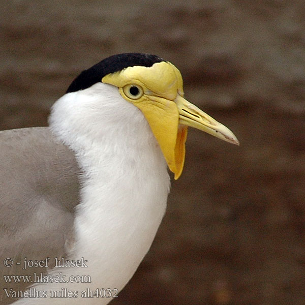 Vanellus miles Hoplopterus Čejka australská Avefría Militar Smedvipa Пигалица шпорокрылая Masked lapwing Maskevibe smedevibe Naamiohyyppä Vanneau soldat Masker kievit Pavoncella mascherata Maskenkiebitz Czajka płatkolica