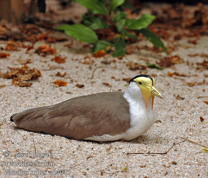 Smedvipa Пигалица шпорокрылая Masked lapwing Maskevibe smedevibe Naamiohyyppä Vanneau soldat Masker kievit Pavoncella mascherata Maskenkiebitz Czajka płatkolica Vanellus miles Hoplopterus Čejka australská Avefría Militar