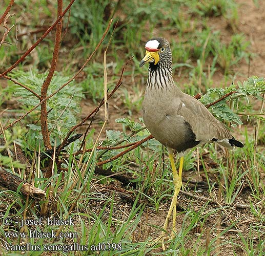 Vanellus senegallus Wattled Plover Savanne Lapvibe