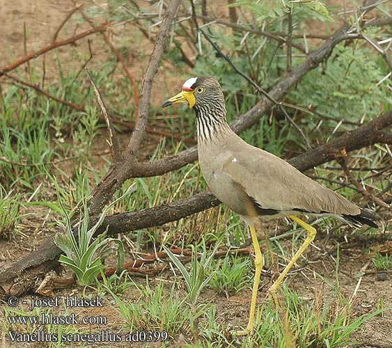 Vanellus senegallus Vanneau Sénégal Lelkievit