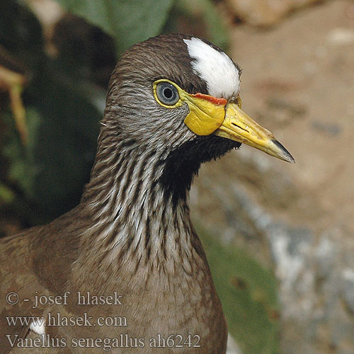 Vanellus senegallus Wattled Plover Savanne Lapvibe Tuhkahyyppä