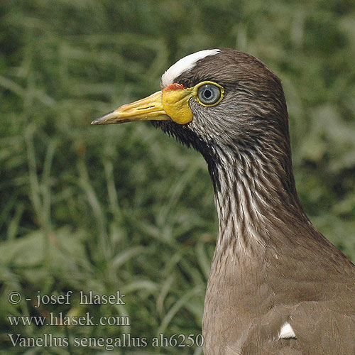 Vanellus senegallus Vanneau Sénégal Lelkievit avoncella