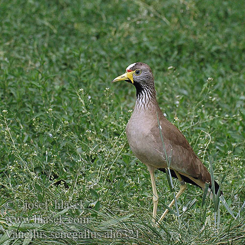 Vanellus senegallus ah6321