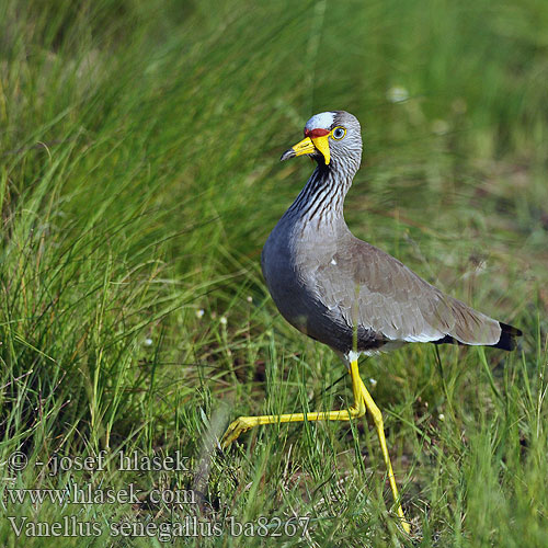 Vanellus senegallus ba8267