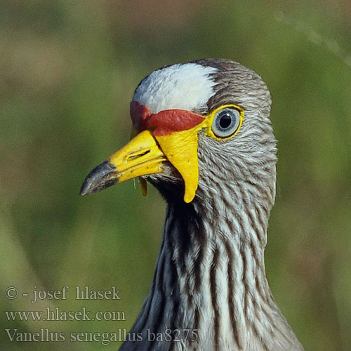 Vanellus senegallus ba8275