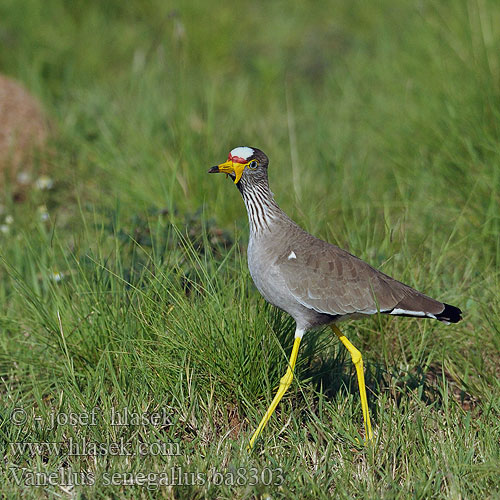 Vanellus senegallus ba8303