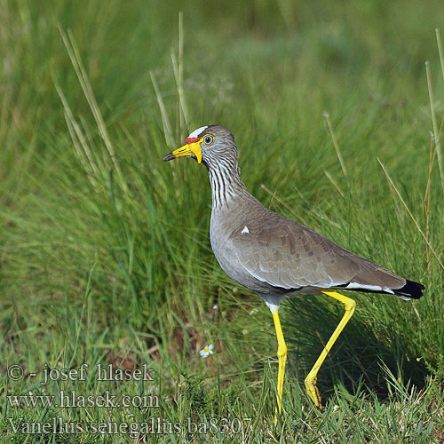 Vanellus senegallus ba8307