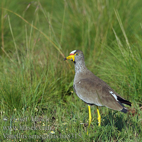 Vanellus senegallus ba8315