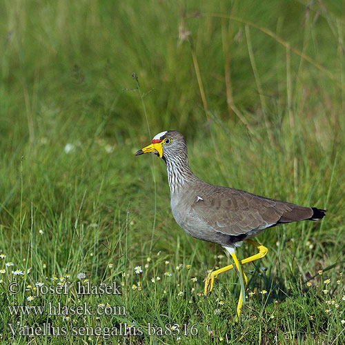 Avefría Senegalesa Senegalvipa Lelkiewiet