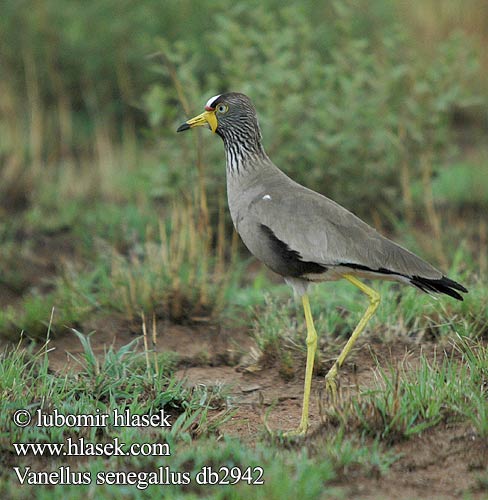 Vanellus senegallus db2942