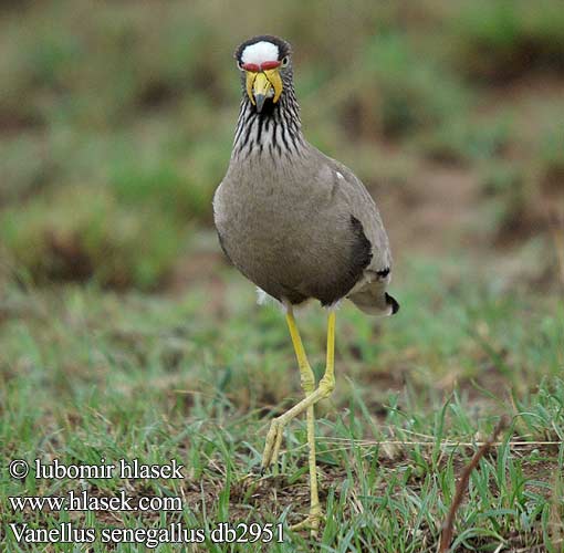 Vanellus senegallus db2951