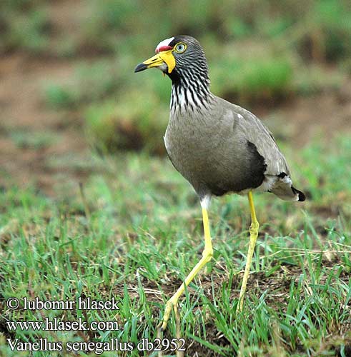 Vanellus senegallus Lelkiewiet Белоголовая