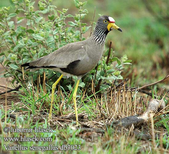 Vanellus senegallus Savanne Lapvibe Tuhkahyyppä Vanneau