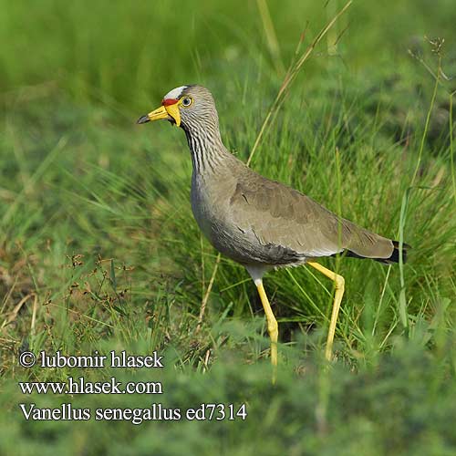 Vanellus senegallus ed7314