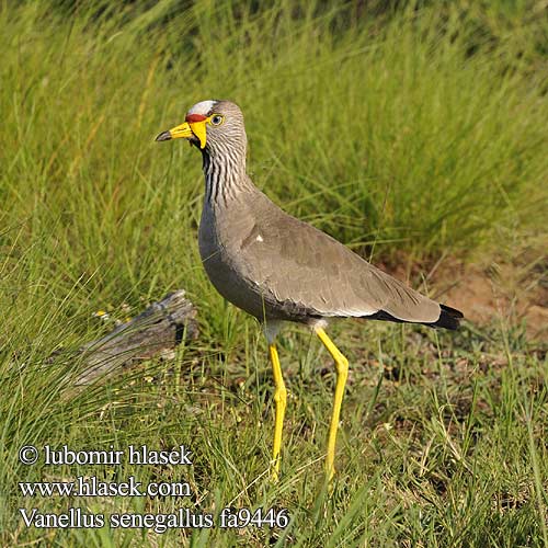 Vanellus senegallus fa9446