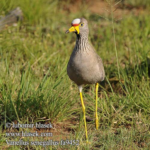 Vanellus senegallus fa9452