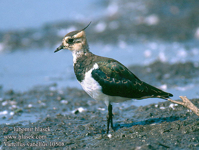 Vanellus vanellus Lapwing Kiebitz Vanneau huppé Avefría Europea Čejka chocholatá Kieviet Pavoncella Abibe-comum Fredeluga Hegabera Vibe Töyhtöhyyppä Vipe Tofsvipa Чибис Czajka Czajki Bíbic Cíbik chochlatý Kivite 凤头麦鸡 Чибис タゲリ الزقزاق الشامي 댕기물떼새 Καλημάνα Abibe-comum Чайка Kızkuşu קיווית מצוייצת