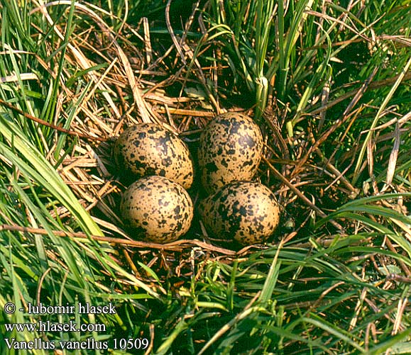 Vanellus vanellus 10509