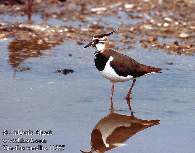 Vanellus vanellus 11287