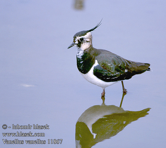 Vanellus vanellus 11867