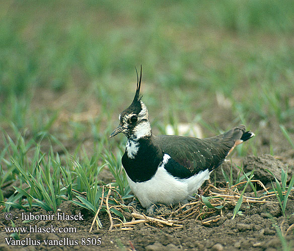 Vanellus vanellus 8505