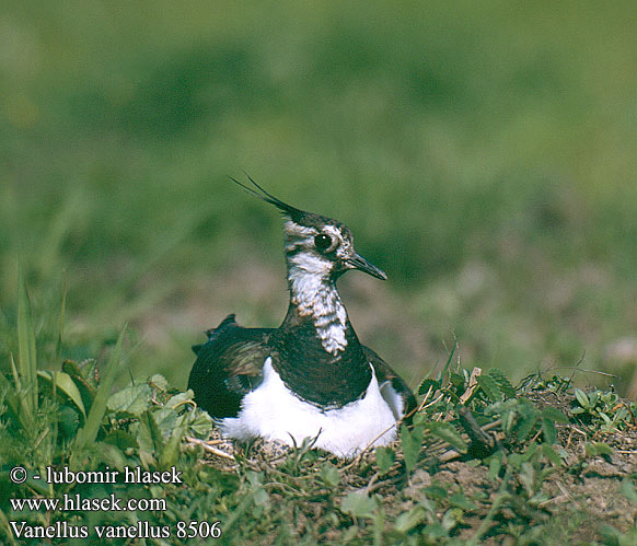 Vanellus vanellus 8506