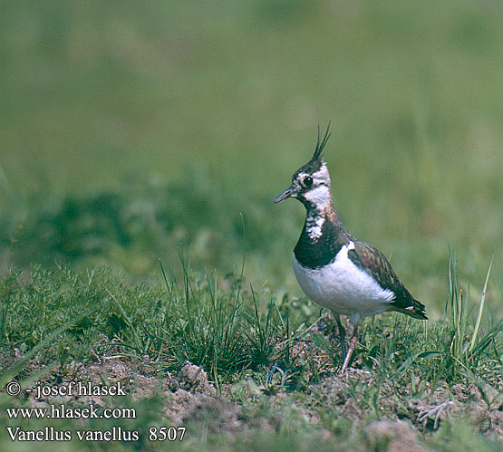 Vanellus vanellus 8507