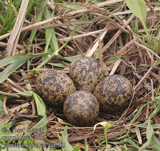 Vanellus vanellus aa6201