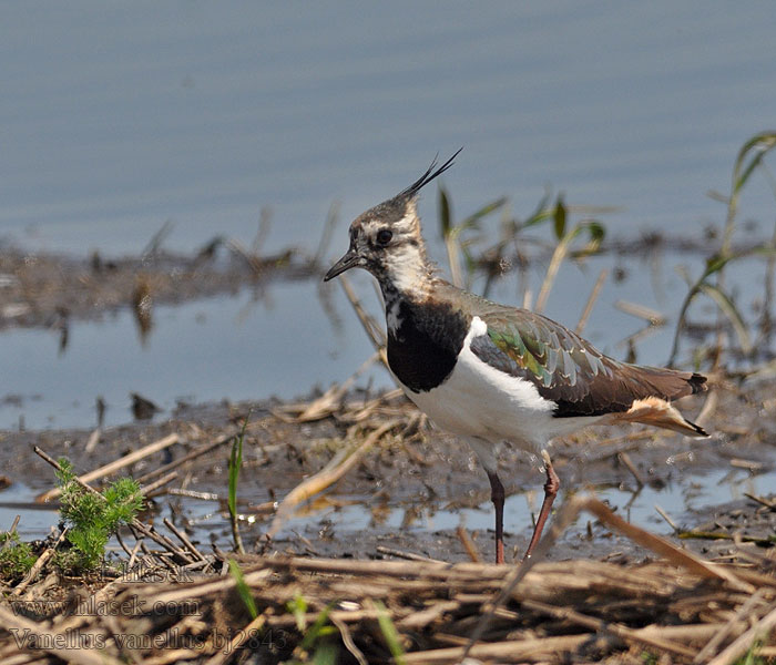 Vanellus vanellus