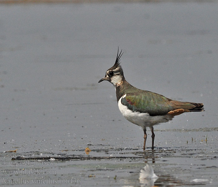 Vanellus vanellus Lapwing