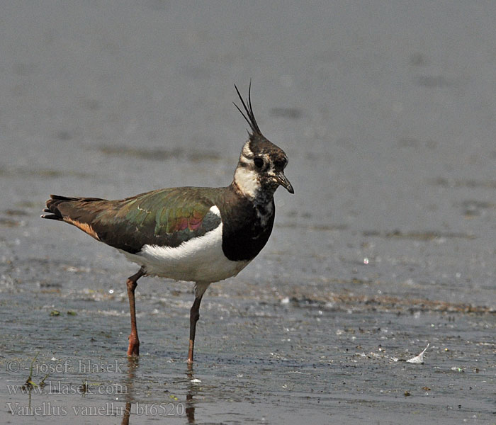 Vanellus vanellus Kiebitz