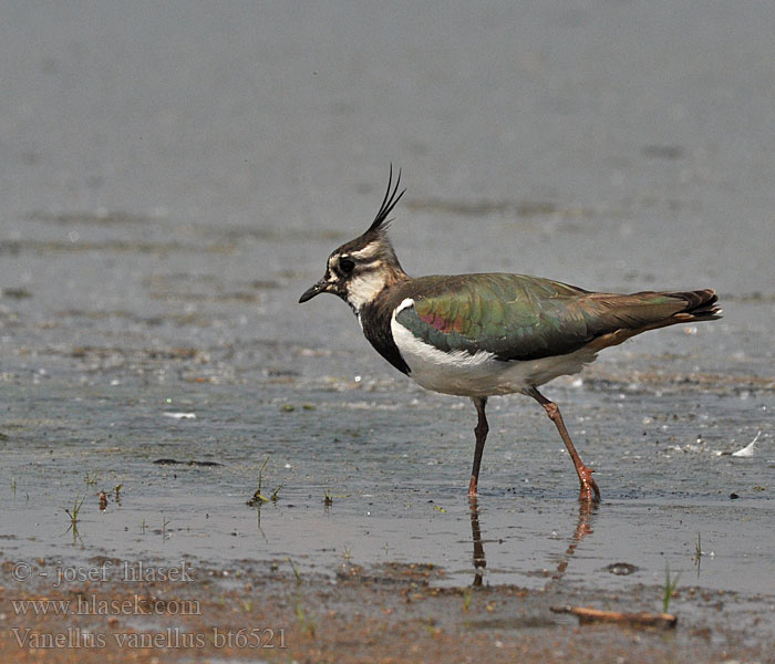 Vanellus vanellus Vanneau huppé