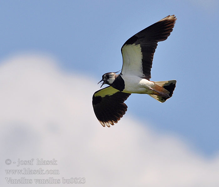 Vanellus vanellus Avefría Europea