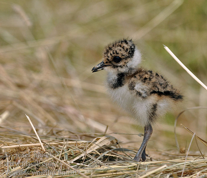 Vanellus vanellus Abibe-comum