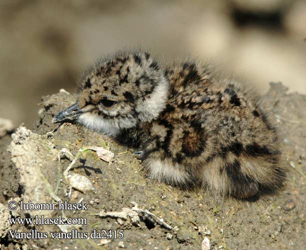 Vanellus vanellus 凤头麦鸡 Чибис タゲリ الزقزاق الشامي 댕기물떼새 Καλημάνα Abibe-comum Чайка Kızkuşu קיווית מצוייצת Lapwing Kiebitz Vanneau huppé Avefría Europea Čejka chocholatá Kieviet Pavoncella Abibe-comum Fredeluga Hegabera Vibe Töyhtöhyyppä Vipe Tofsvipa Чибис Czajka Czajki Bíbic Cíbik chochlatý Kivite