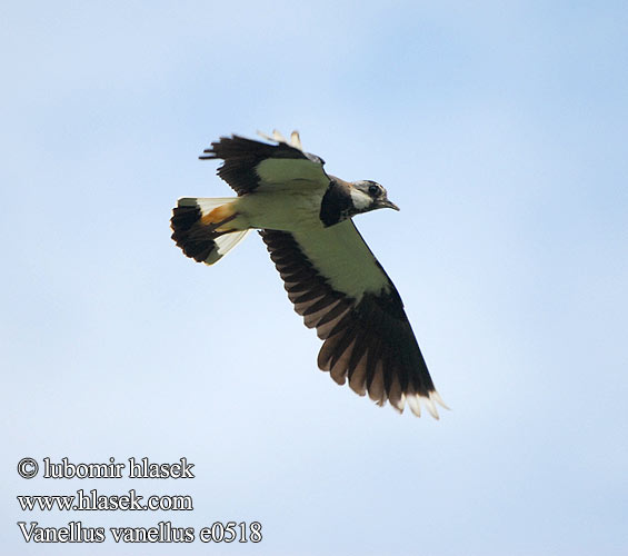 Vanellus vanellus e0518