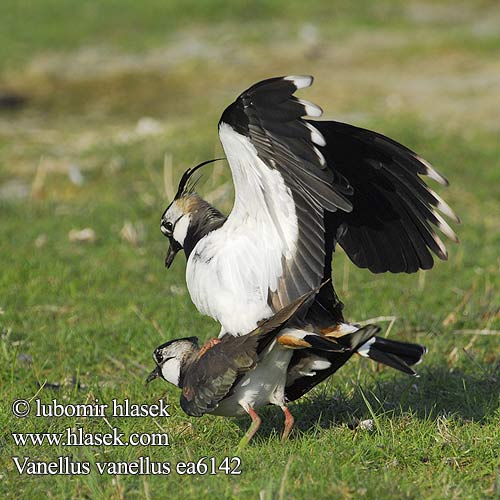 Vanellus vanellus Töyhtöhyyppä Vipe Tofsvipa Чибис Czajka Czajki Bíbic Cíbik chochlatý Kivite 凤头麦鸡 Чибис タゲリ الزقزاق الشامي 댕기물떼새 Καλημάνα Abibe-comum Чайка Kızkuşu קיווית מצוייצת Lapwing Kiebitz Vanneau huppé Avefría Europea Čejka chocholatá Kieviet Pavoncella Abibe-comum Fredeluga Hegabera Vibe